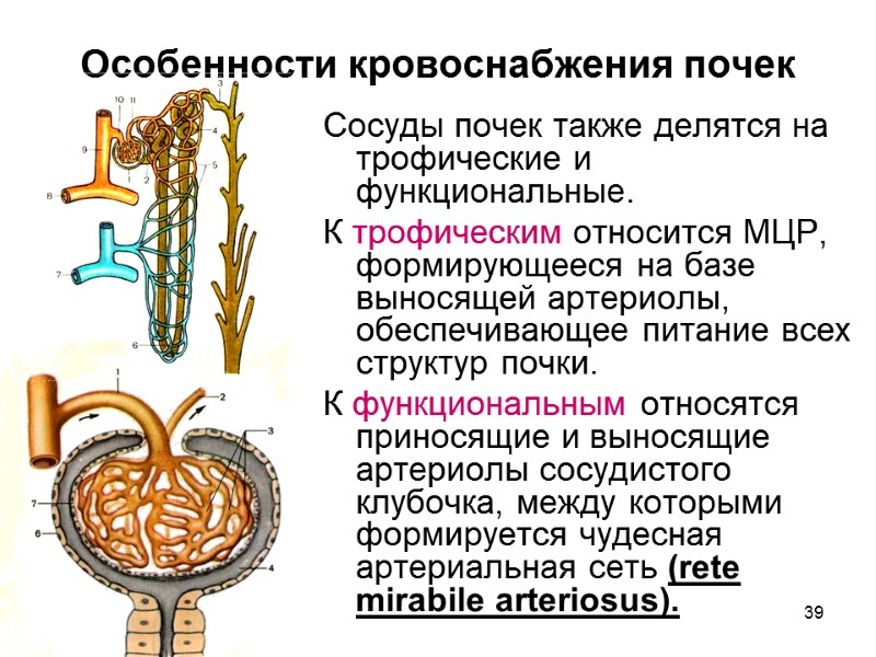 39 Особенности кровоснабжения почек Сосуды почек также делятся на трофические и функциональные.  К